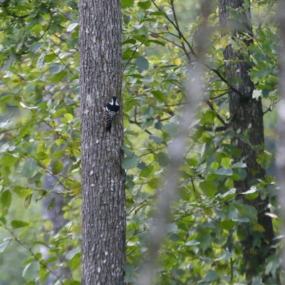 White-backed Woodpecker In The Białowieża Forest