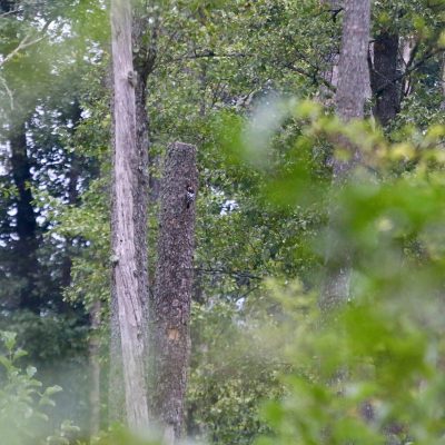 White-backed Woodpecker In The Białowieża Forest