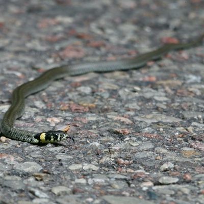 Grass Snake In The Białowieża Forest