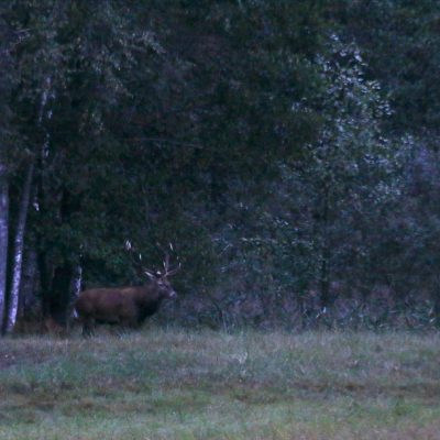 Red Deer In The Białowieża Forest