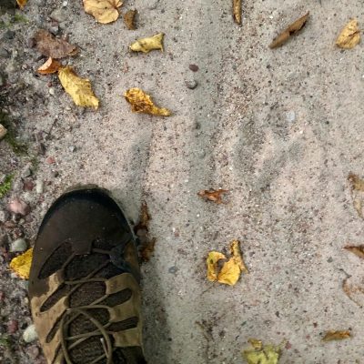 Lynx Footprint In The Sand In The Białowieża Forest