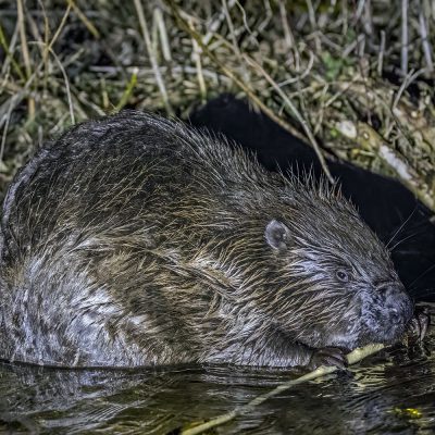 Beaver In The Biebrza Marshes By Charles J Sharp