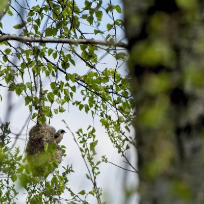 Penduline Tit In The Biebrza Marshes By Andrzej Petryna