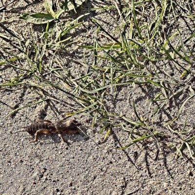 Mole Cricket In The Biebrza Marshes By Andrzej Petryna