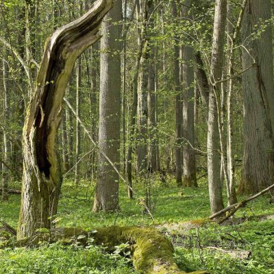 Białowieża Forest By Andrzej Petryna