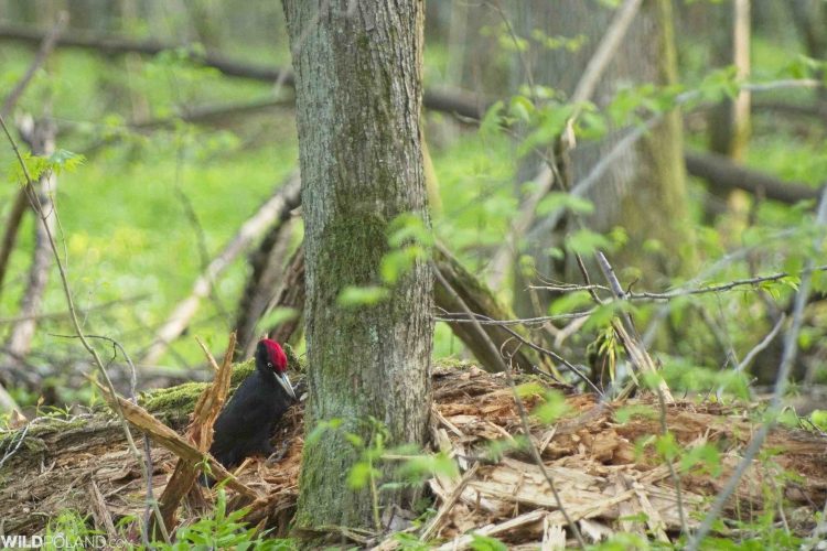 Black Woodpecker Białowieża Forest By Andrzej Petryna