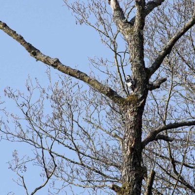 White-backed Woodpecker In The Białowieża Forest By Andrzej Petryna