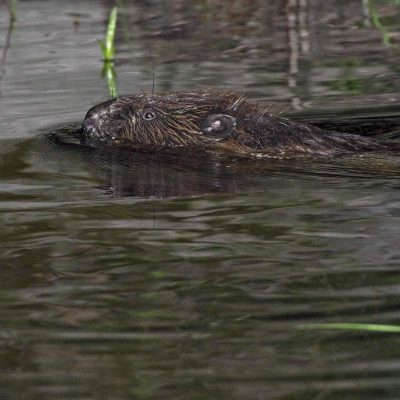 Beaver In The Biebrza Marshes By Andrzej Petryna