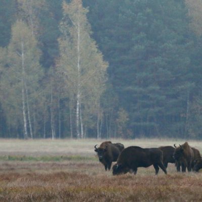 European Bison In The Białowieża Forest