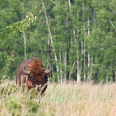European Bison In The Białowieża Forest