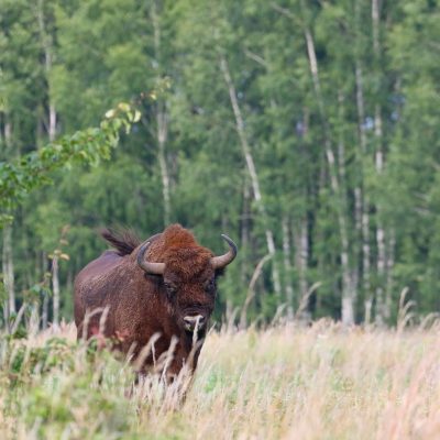 A Very Close Encounter With European Bison In The Białowieża Forest