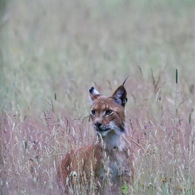 Eurasian Lynx In The Białowieża Forest