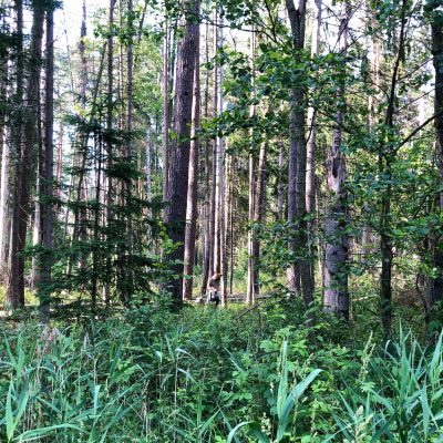 Wildlife Sounds Recording With Rob Bain In The Białowieża Forest