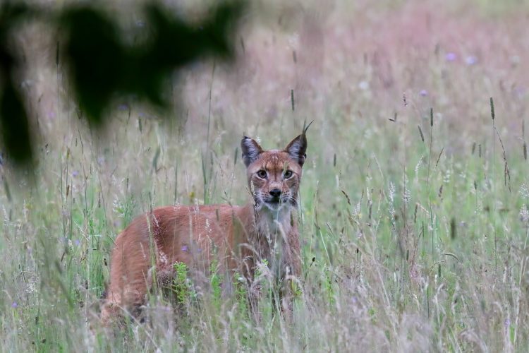 Extremely Close Sighting Of A Lynx In The Białowieża Forest