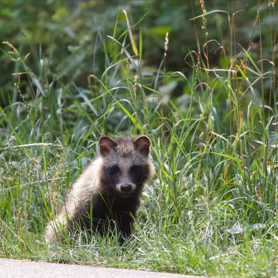 Raccoon Dog Baby In The Biebrza Marshes