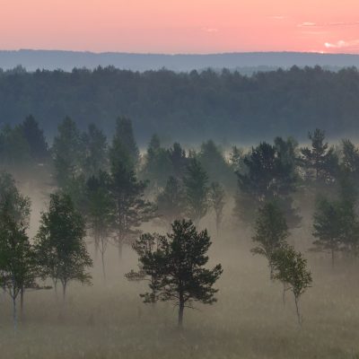 At Dawn In The Biebrza Marshes