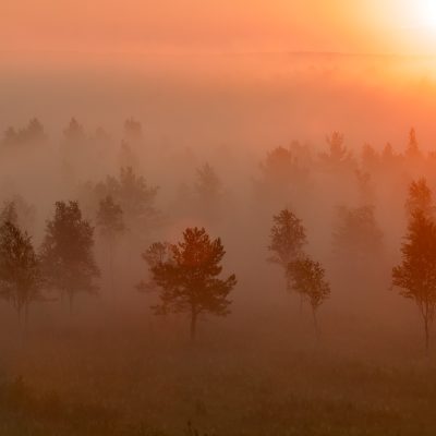 Sunrise In The Biebrza Marshes