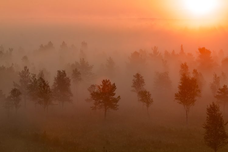 Sunrise In The Biebrza Marshes
