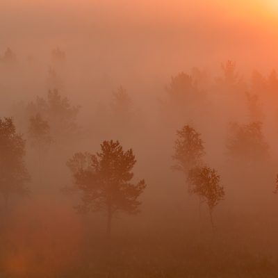 Sunrise In The Biebrza Marshes
