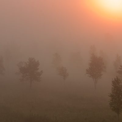 Sunrise In The Biebrza Marshes