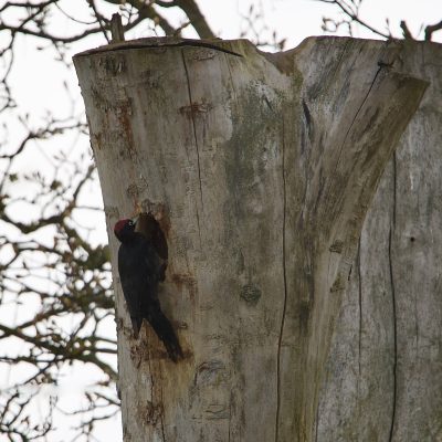 Black Woodpecker In The Biebrza Marshes