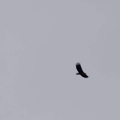 White-tailed Eagle In The Biebrza Marshes