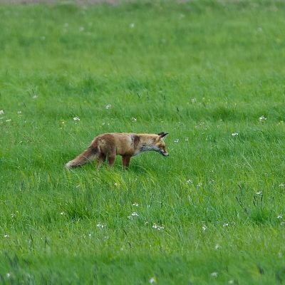 Fox In The Biebrza Marshes