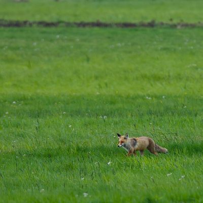 Fox In The Biebrza Marshes