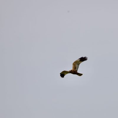 Marsh Harrier Male In The Biebrza Marshes