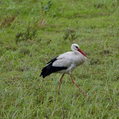 White Stork In The Biebrza Marshes