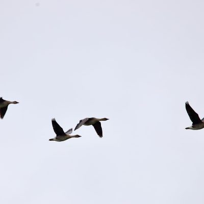 Tundra Geese In The Biebrza Marshes