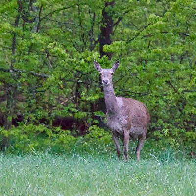 Red Deer Hind In The Białowieża Forest