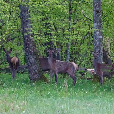 Red Deer Hind In The Białowieża Forest