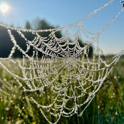 Frosty Morning In The Białowieża Forest