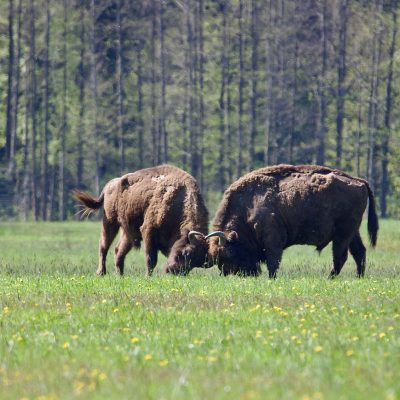 Clash Of The Titans - Bison In The Białowieża Forest