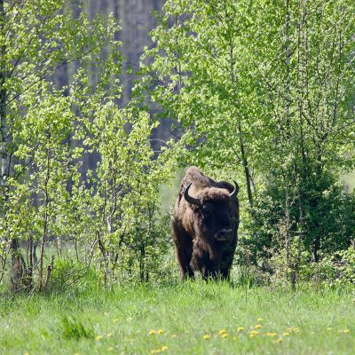 Bison In The Białowieża Forest