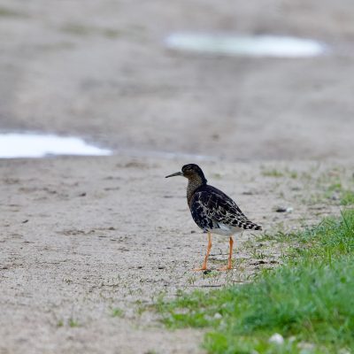 Ruff In The Biebrza Marshes