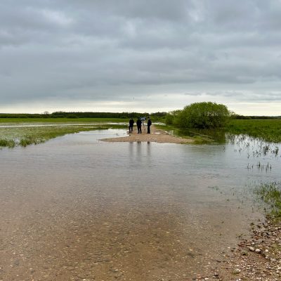 In The Biebrza Marshes