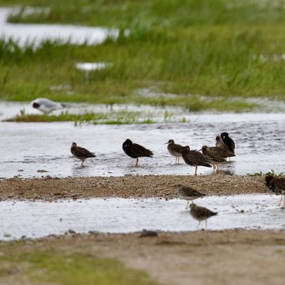 Ruff In The Biebrza Marshes