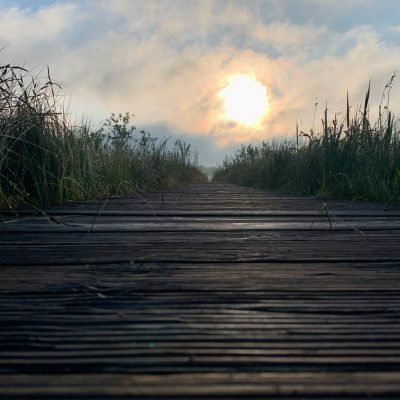 Aquatic Warbler Boardwalk In The Biebrza Wild Poland Tomasz Jezierczuk