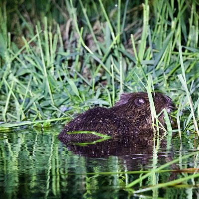 Beaver In The Biebrza Wild Poland Tomasz Jezierczuk - 03