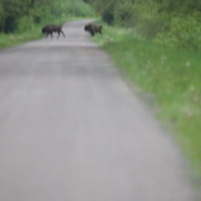 Bison In The Białowieża Forest Wild Poland Tomasz Jezierczuk - 01