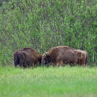 Bison In The Białowieża Forest Wild Poland Tomasz Jezierczuk - 02