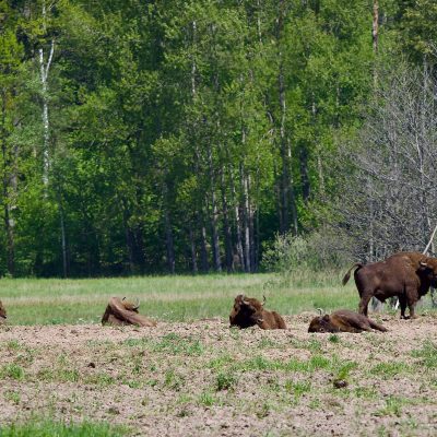 Bruce And The Gang In The Białowieża Forest Wild Poland Tomasz Jezierczuk