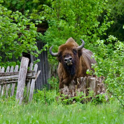 Bruce In The Białowieża Forest Wild Poland Tomasz Jezierczuk