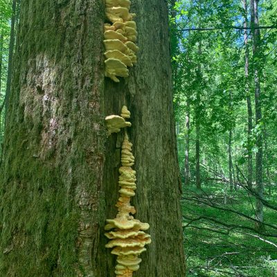 Chicken Of The Woods In The Białowieża Forest Wild Poland Tomasz Jezierczuk