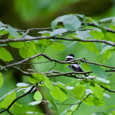 Collared Flycatcher In The Białowieża Forest Wild Poland Tomasz Jezierczuk