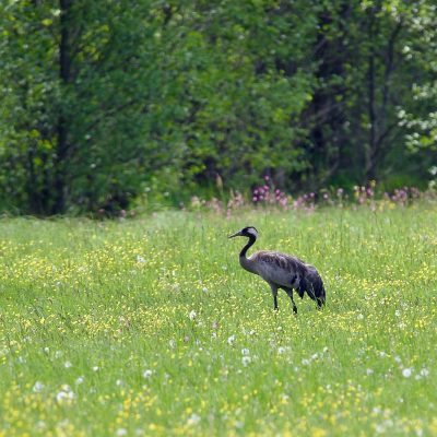 Crane In The Biebrza Wild Poland Tomasz Jezierczuk