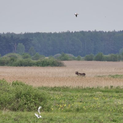 Elk In The Biebrza Wild Poland Tomasz Jezierczuk - 02