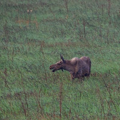 Elk In The Biebrza Wild Poland Tomasz Jezierczuk